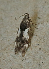 Teleiodes luculella