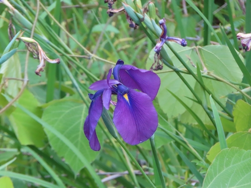 Image of Iris ensata by (c) mami_t_t, some rights reserved (CC BY)