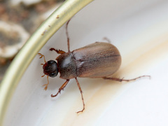 Euserica