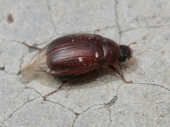 Euserica