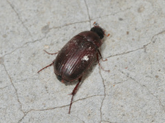 Euserica