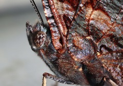 Kaniska canace nojaponicum