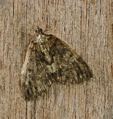 Hydriomena impluviata