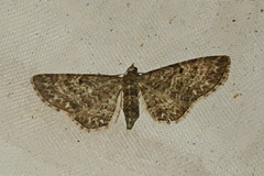 Eupithecia subfuscata