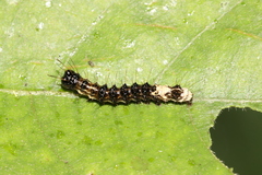 Acronicta alni