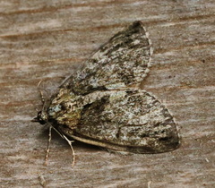 Hydriomena impluviata