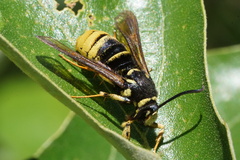 Paranthrene simulans