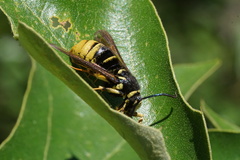 Paranthrene simulans