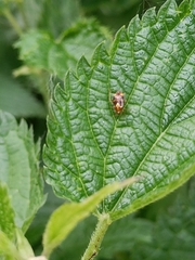 Liocoris tripustulatus