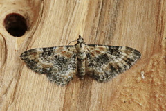 Eupithecia pulchellata