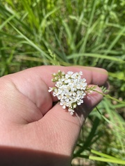 Bifora
