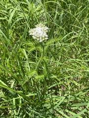 Bifora