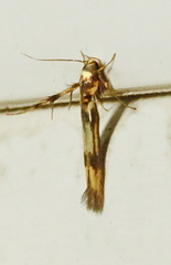 Stathmopoda pedella