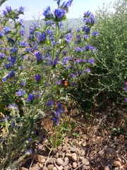 Megascolia maculata maculata