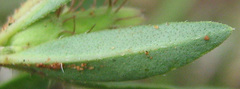 Blepharis integrifolia image