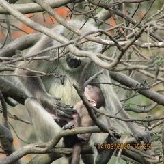 Semnopithecus schistaceus