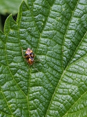 Liocoris tripustulatus