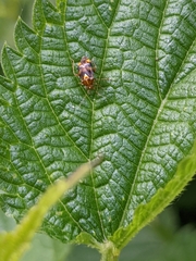 Liocoris tripustulatus