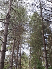 Pinus nigra laricio