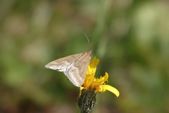 Pyrausta aerealis