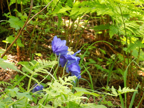 Image of Altai Columbine (Aquilegia glandulosa) by no rights reserved