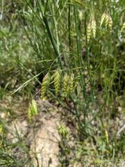 Bromus briziformis