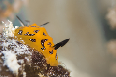 Halgerda indotessellata
