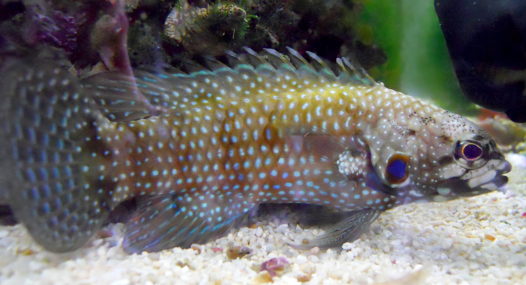Spotgill Longfin