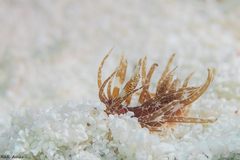 Okenia nakanoae