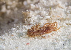 Okenia nakanoae