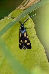 Balataea octomaculata