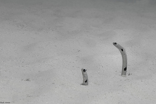 Spotted garden eel