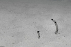 Spotted garden eel