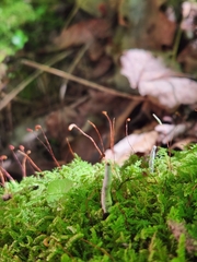 Xylaria cornu-damae
