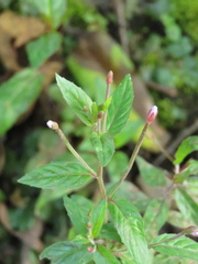 Epilobium denticulatum