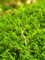 Xylaria cornu-damae