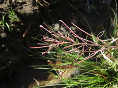 Epilobium denticulatum
