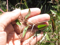 Epilobium denticulatum