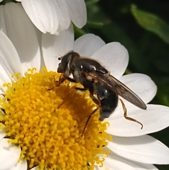 Cheilosia
