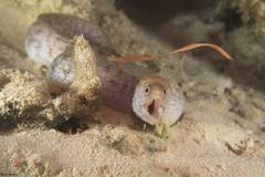 Gymnothorax richardsonii