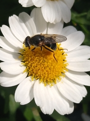 Cheilosia
