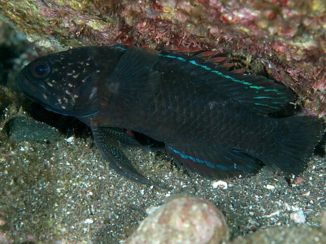 Crimsontip Longfin