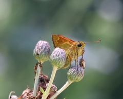 Ochlodes sylvanus