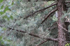 Juniperus occidentalis
