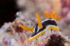 Chromodoris quadricolor