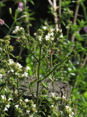Galianthe bogotensis