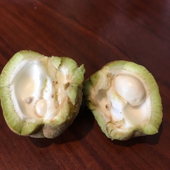 Aesculus glabra