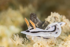 Chromodoris willani