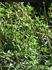 Galianthe bogotensis