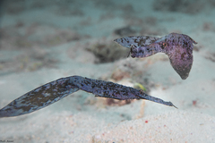 Solenostomus cyanopterus